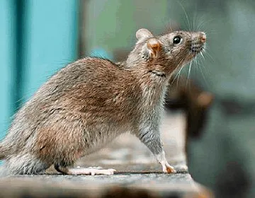 Service Dératisation Paris 75