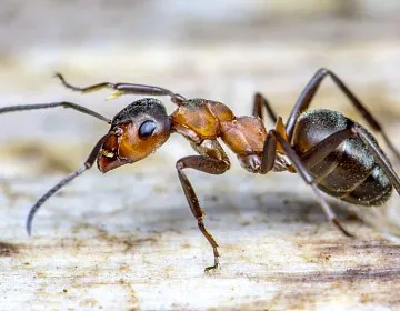 Service Désinsectisation sur Paris et toute l'Ile de France