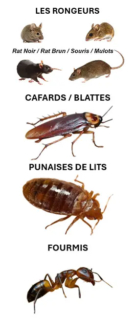 nuisibles paris ile de france