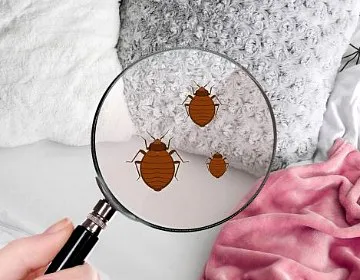 Service Désinfection Punaise de lit sur Paris et toute l'Ile de France